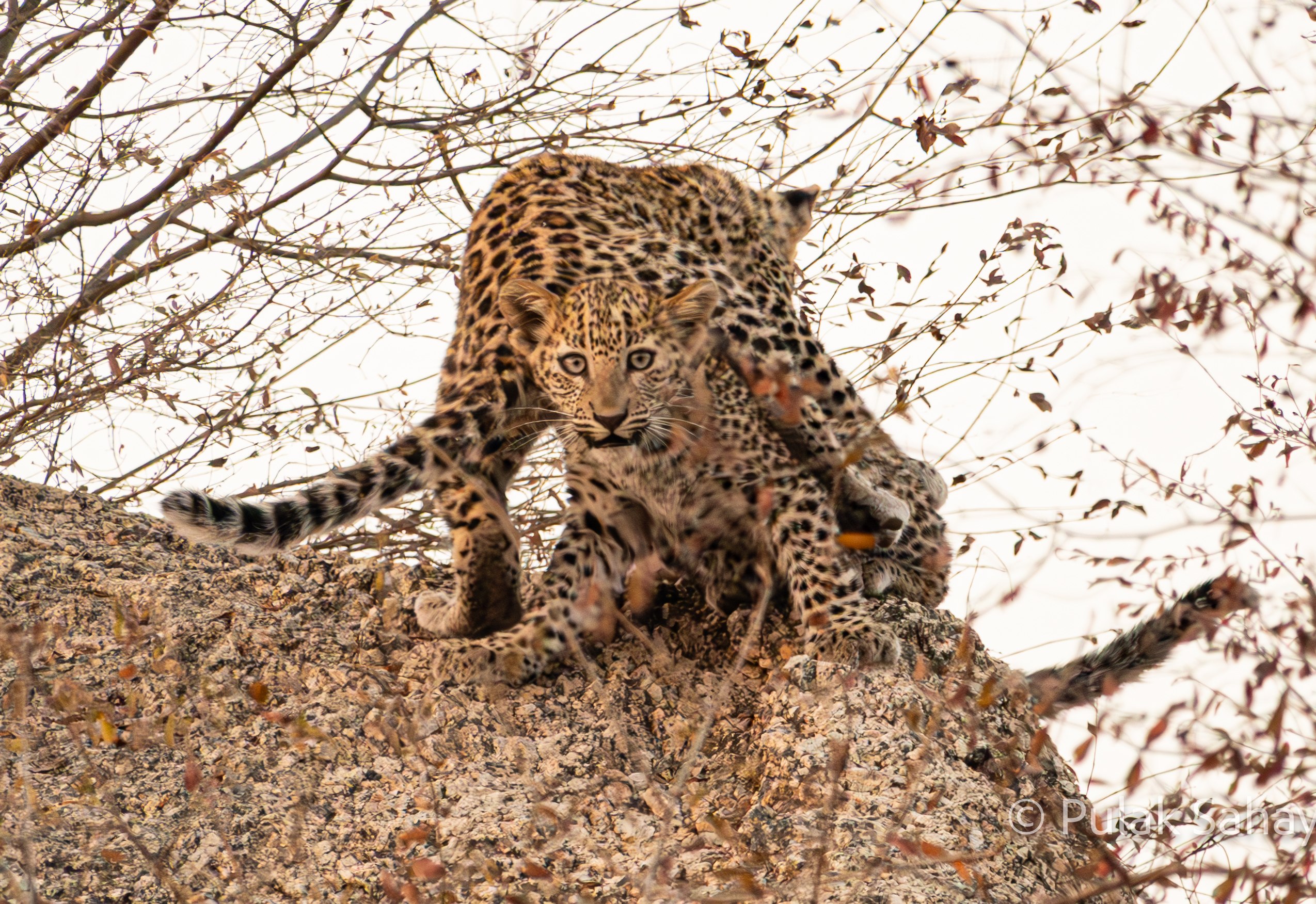 Larger cub riding the smaller